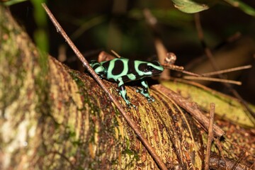 Closeup of a Green and black poison dart frog, Dendrobates auratus sitting on a tree branch