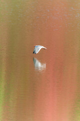 seagull flying low on lake with autumn colors reflecting