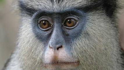 Close-up portrait of a monkey watching passersby was taken in Lekki, Lagos, Nigeria.