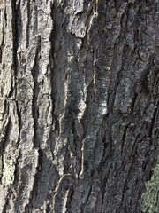 tree bark texture