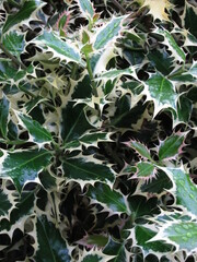 Fototapeta na wymiar variegated holly leaves background