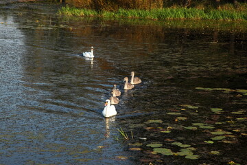 A family of six swans on a pond overgrown with aquatic plants in autumn with trees on the shore