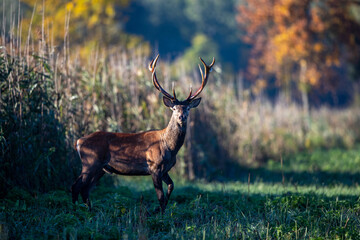 Red deer with antlers in forest in autumn