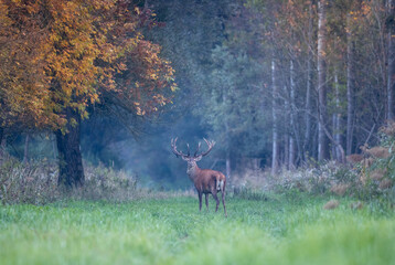 Red deer with big antlers in forest in autumn