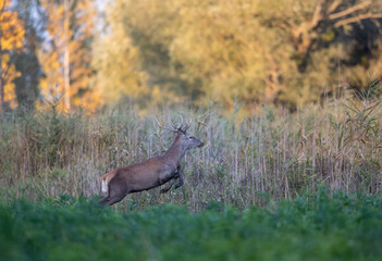 Afraid red deer running into reed field
