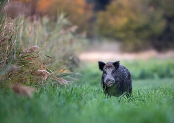 Wild boar standing in high grass in forest