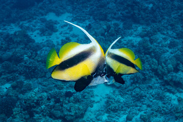 Naklejka na ściany i meble Two Bannerfishes on a reef in the Red Sea