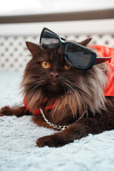 Portrait of Scottish straight wicked cat.