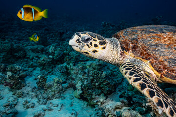 Turtle with anemone fish on a reef in the Red Sea