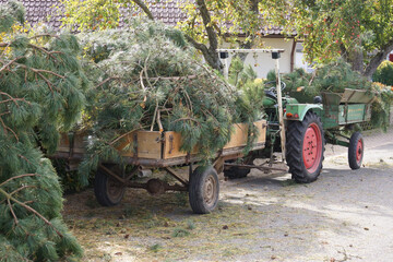Baumfällarbeiten auf dem Dorf. Der historische Traktor mit Anhänger wartet auf der Dorfstraße. Die  Äste werden auf die Grünabfall-Deponie gebracht.  © frank g gerigk