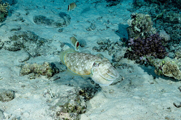 Cuttlefish at a reef in the Red Sea