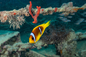 Fototapeta na wymiar Anemonefish on a wreck in the Red Sea