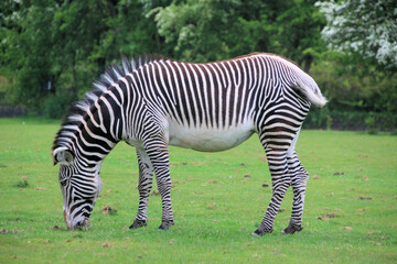 Fototapeta na wymiar A view of a Zebra