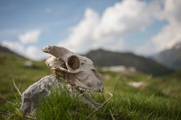 Crâne de Brebis posé sur un rocher en montagne