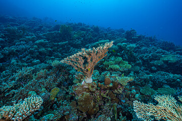 Coral garden in the Red Sea