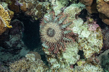 Naklejka na ściany i meble Crown of thorns starfish on a reef in the Red Sea