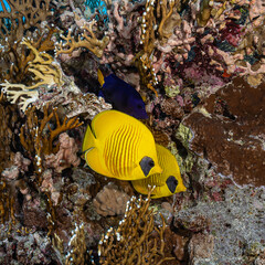 Naklejka na ściany i meble Bluecheek butterflyfish on a reef in the Red Sea