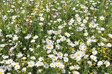 A field with daisies. Bright summer day. Fresh greenery.