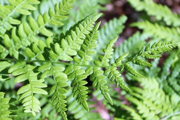 Fern background. Vivid green background.