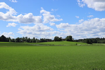 Fototapeta na wymiar Vivid landscape, bright summer day, blue sky with white clouds, green field.