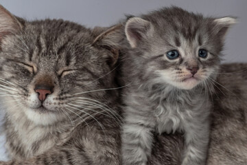 Mother cat and little kitten fortnightly age. Two week old Baby Cat.