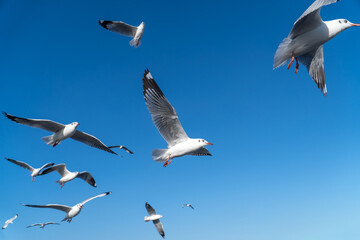 seagulls flying in the blue sky. seagull fly.