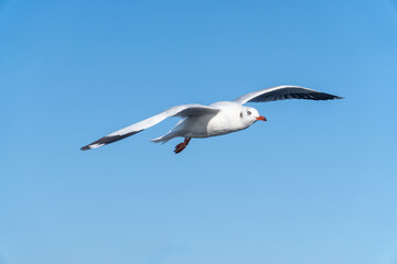 Fototapeta na wymiar seagull flying in the blue sky.