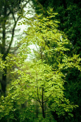 Beautiful autumn in the forest during the rain. Clean and fresh oxygen.