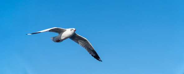 Fototapeta premium seagull flying. seagull isolated on blue sky background.