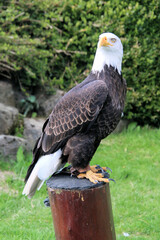 A close up of an American Bald Eagle