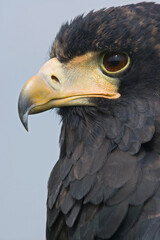 A portrait of a Bateleur against a blue sky
