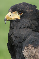 A portrait of a Bateleur against a green background
