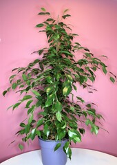 Ficus tree against a colorful background. Home plant in a pot, green shiny leaves. 
