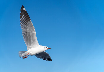 Fototapeta premium single seagull flying in blue sky background.