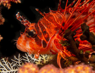 Firefish