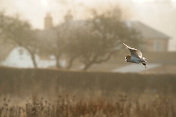 Barn Owl flying over the farm yard