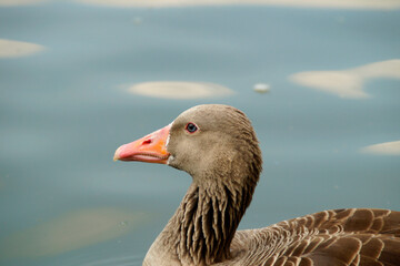 a curious greylag goose with beautiful eyes swimming on the little lake in the English Garden or Germ.: Englischer Garten in Munich, Bavaria, Germany
