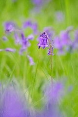 Bluebell in the Spring
