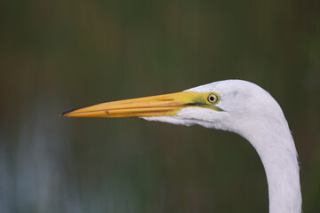Great Egret