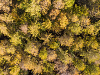 Pine forest in autumn. Aerial view
