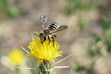 Close up of a large colorful female white sectioned leafcutter bee, Megachile albisecta on a yellow Centaurea solstitialis flower