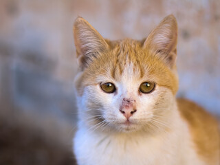 white and brown color cat patriot photo