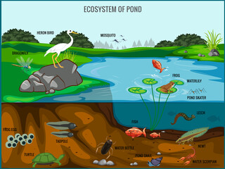 Ecosystem of pond vector illustration - obrazy, fototapety, plakaty