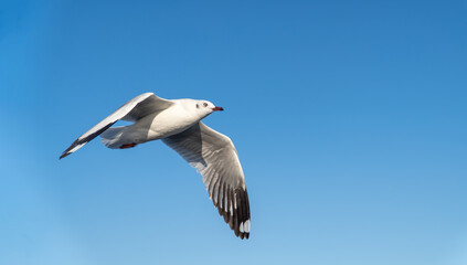 Fototapeta na wymiar single seagull flying in blue sky background.