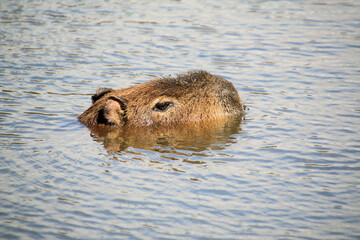 A Capybara in the water