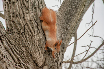 Fluffy squirrel jumps on winter trees.