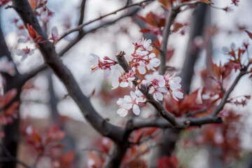 Spring flowers bloom on a tree branch in the background of the garden
