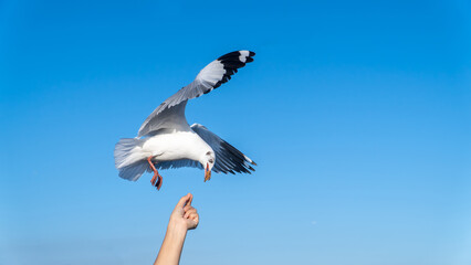 Close-up of fly bird, seagull, picking food from woman hand. Feeding food to bird at sea. The hand of the person who filed the food to the seagulls flying hover come around to eat.