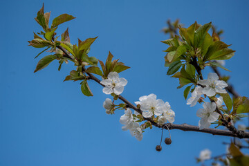 Spring flowers bloom on a tree branch against the sky