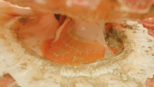 Opened thin meat muscle of live spotted scallop lying on pink-colored mollusk pile surface at bright illumination extreme closeup